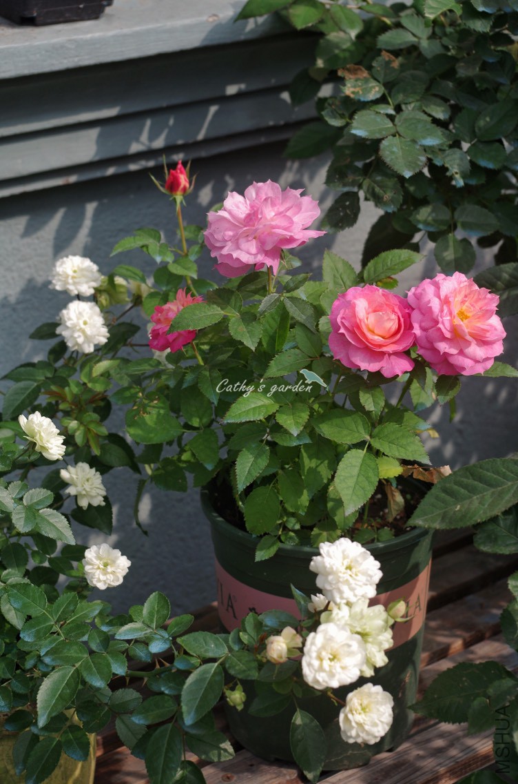 132238f8n7drqbrw171dy1.jpg