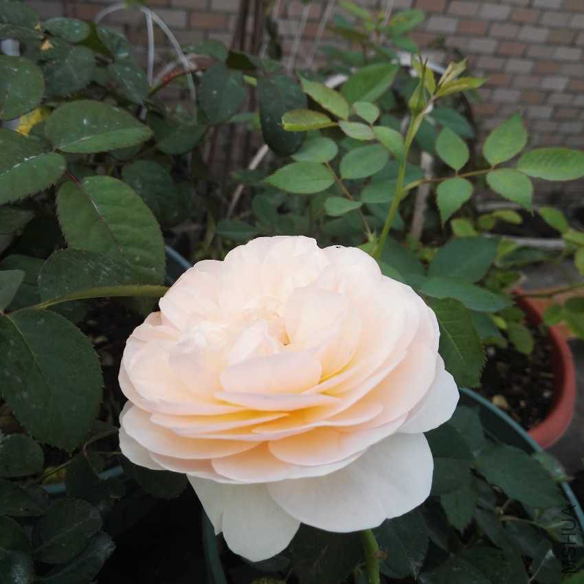 IMG_20161120_071956.jpg