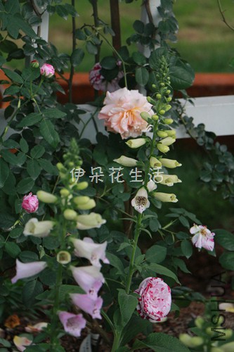 IMG_5562.jpg