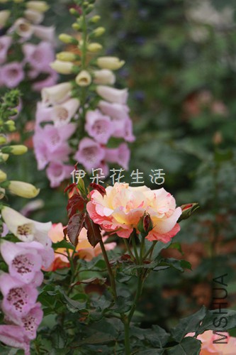 IMG_5765.jpg