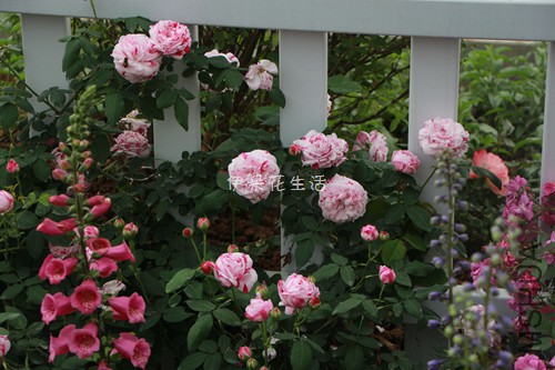 IMG_5937 - ����.jpg