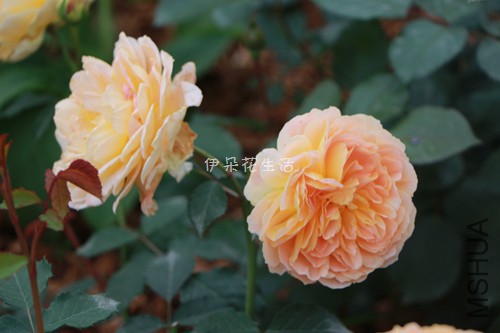 IMG_6003 - ���� - ����.jpg