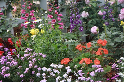 IMG_6007 - ���� - ���� - ����.jpg