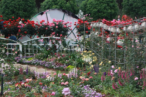 IMG_6083 - ���� - ����.jpg