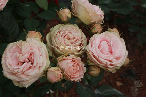 IMG_6191 - ���� - ����.jpg