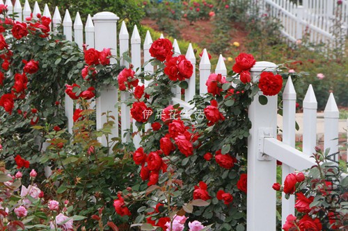 IMG_6202 - ���� - ����.jpg