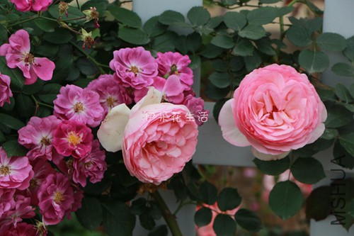 IMG_6217 - ���� - ���� - ����.jpg