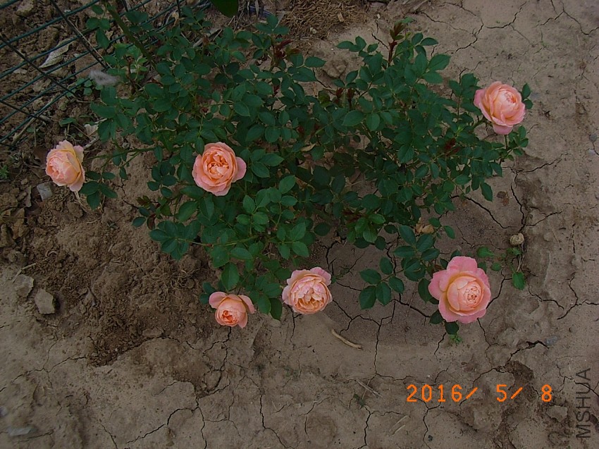 ����g (11).JPG