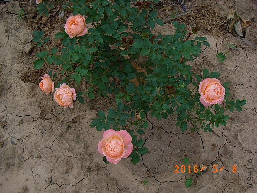 ����g (9).JPG