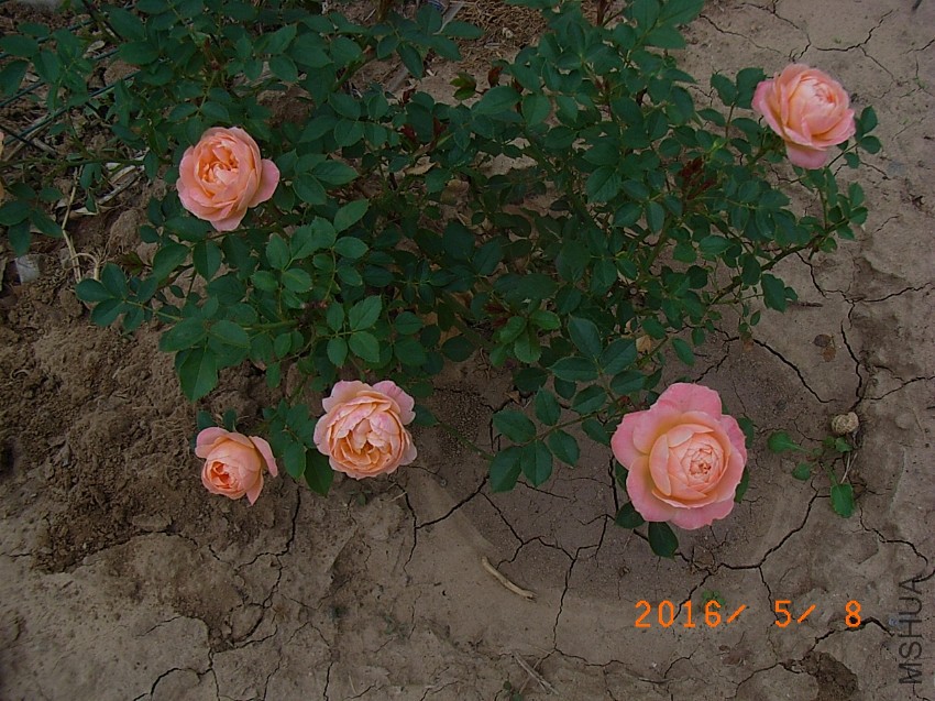 ����g (10).JPG