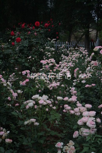 623512749756716076 - ����.jpg