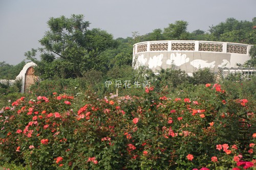 IMG_9565 - ���� - ����.jpg