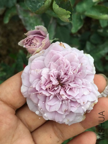 633208696016184412 - ����.jpg