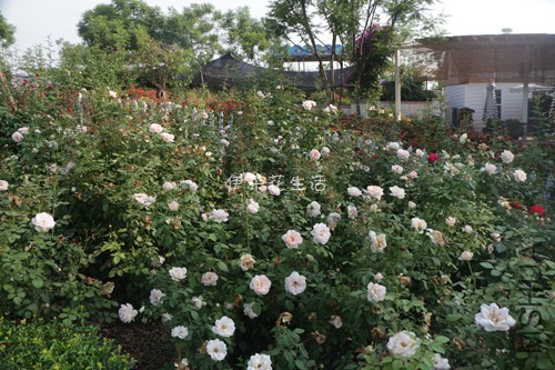 IMG_9589 - ����.jpg