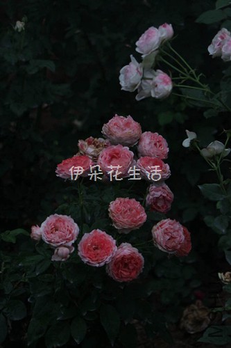 854160383973388437 - ����.jpg