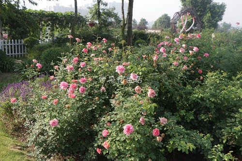 IMG_9609 - ����.jpg