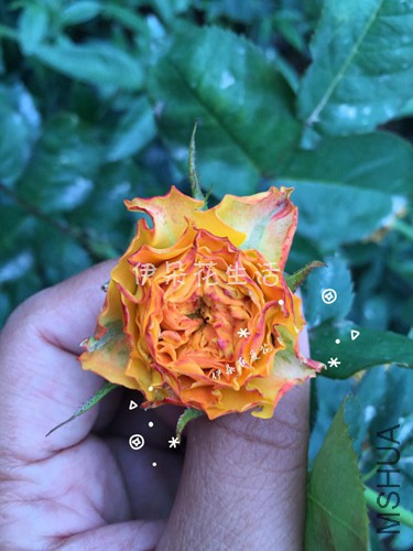 877729853239715431 - ����.jpg