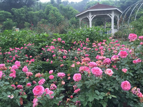 839233088172328774 - ���� - ����.jpg