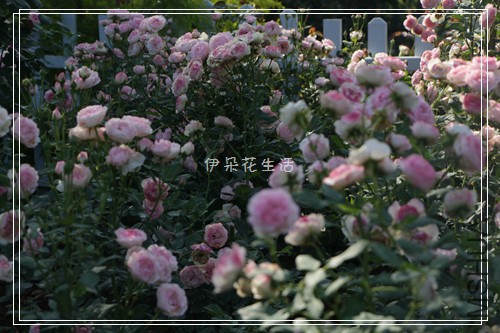 IMG_8345 - ���� - ����.jpg