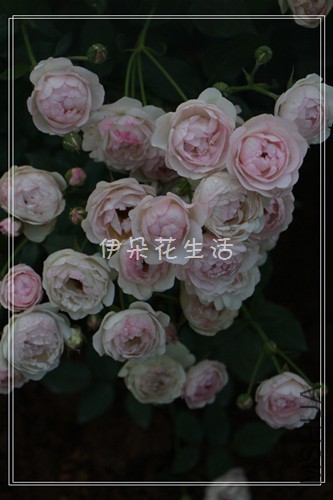 IMG_8350 - ���� - ����.jpg