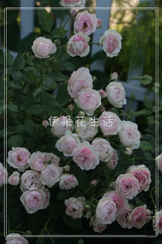 IMG_8351 - ���� - ����.jpg