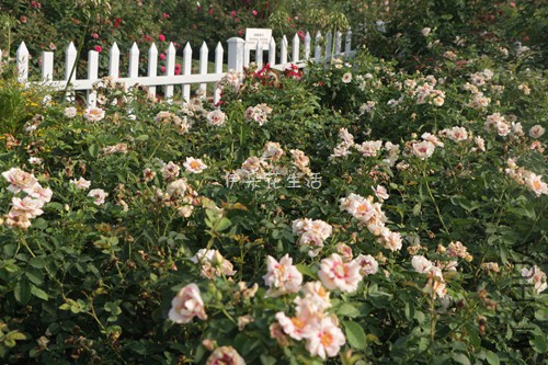 IMG_9509 - ���� - ����.jpg