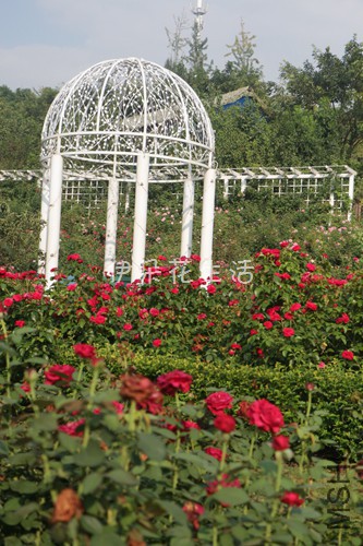 IMG_9561 - ���� - ����.jpg