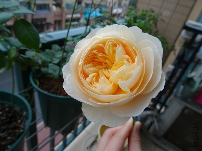 153024d0gv8j1qltcihvsk.jpg