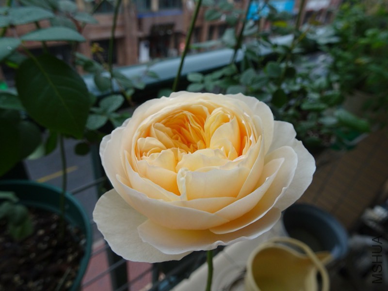 153025kkssskaaavbv3za1.jpg