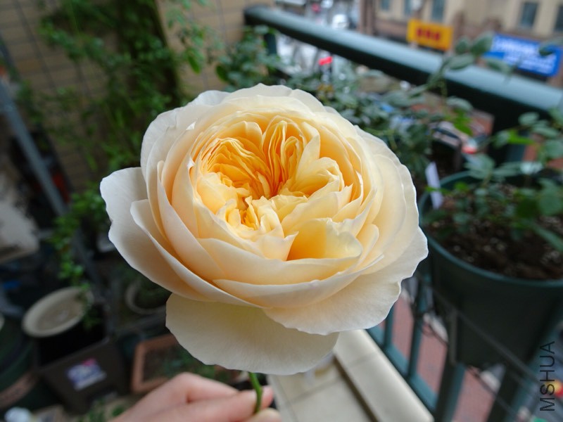 153026lr57ww9baqa9qcge.jpg