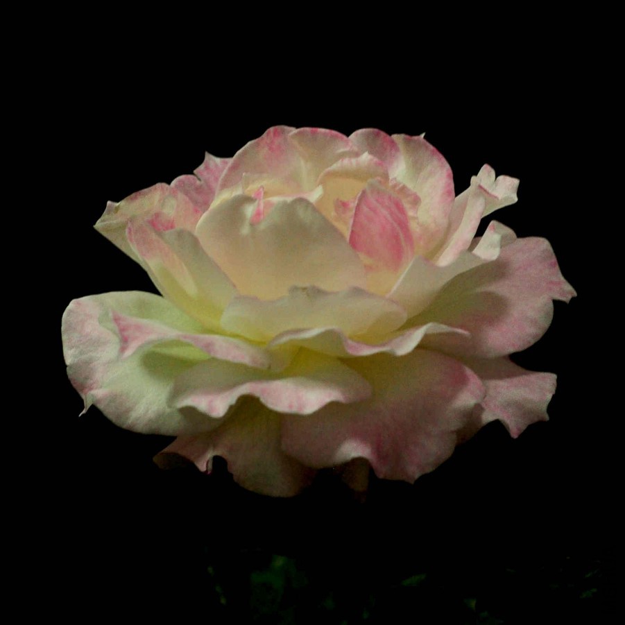 DSC_0548.JPG