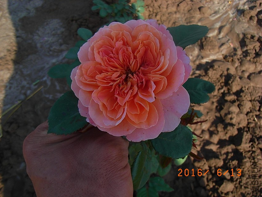 ӡ���� (1).JPG