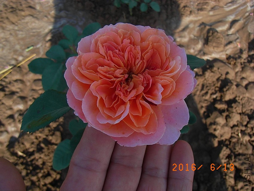 ӡ����1 (1).JPG