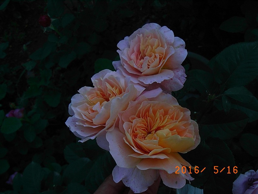 ӡ���� q (6).JPG