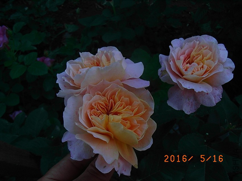 ӡ���� q (7).JPG