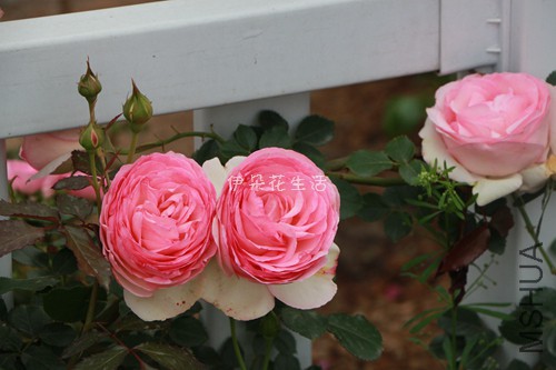 IMG_6216 - ���� - ����.jpg