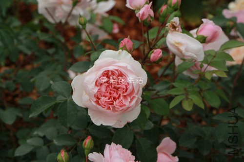 IMG_6223 - ���� - ����.jpg