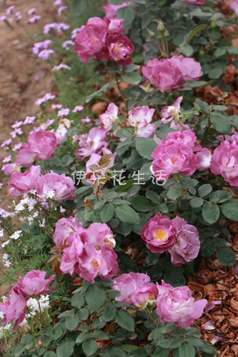 IMG_6226 - ���� - ����.jpg