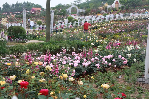 IMG_6287 - ���� - ����.jpg