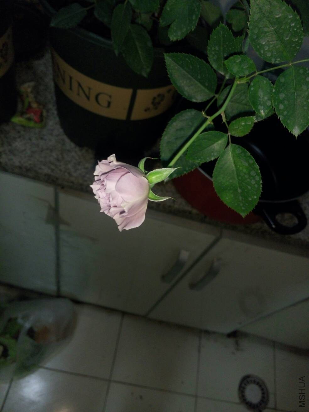 113524ro4z8csy884l7pc7.jpg