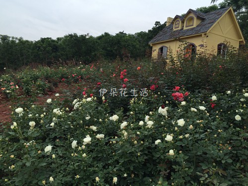 1791 - ����.jpg