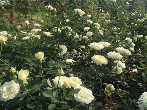 2148 - ����.jpg