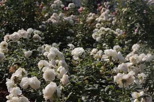 IMG_8378 - ����.jpg