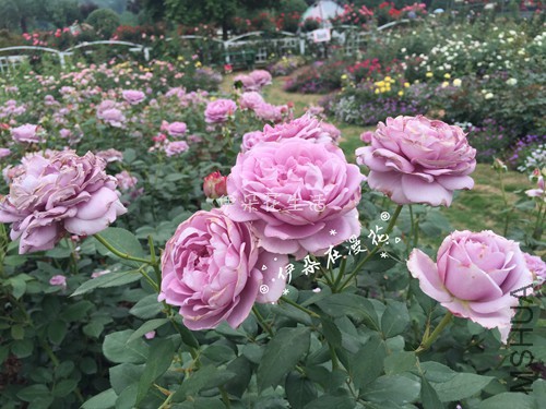 2092 - ����.jpg