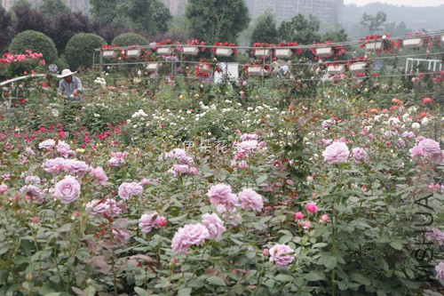 IMG_8336 - ����.jpg