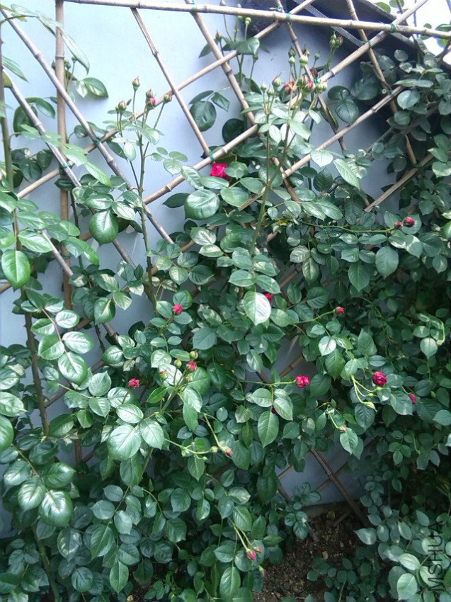 null-1123639e009c1efc.jpg