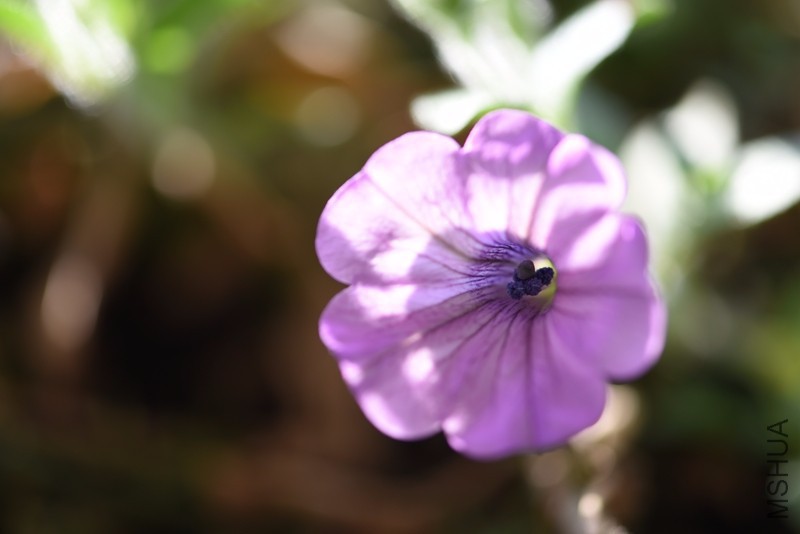 DSC_0826_����.jpg