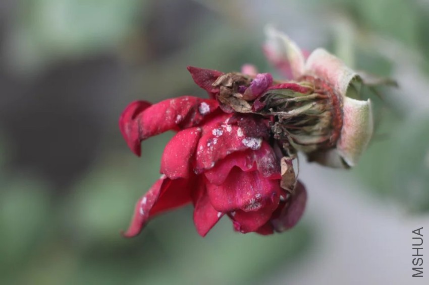 dAkBAAAAAAAA&amp;ek=1&amp;kp=1&amp;pt=0&amp;bo=wQOAAkAGKgQFCAM!&amp;sce=60-3-3&amp;rf=viewer.jpg
