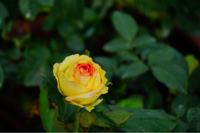 182044ddd9wbxd9hzno1tf.jpg