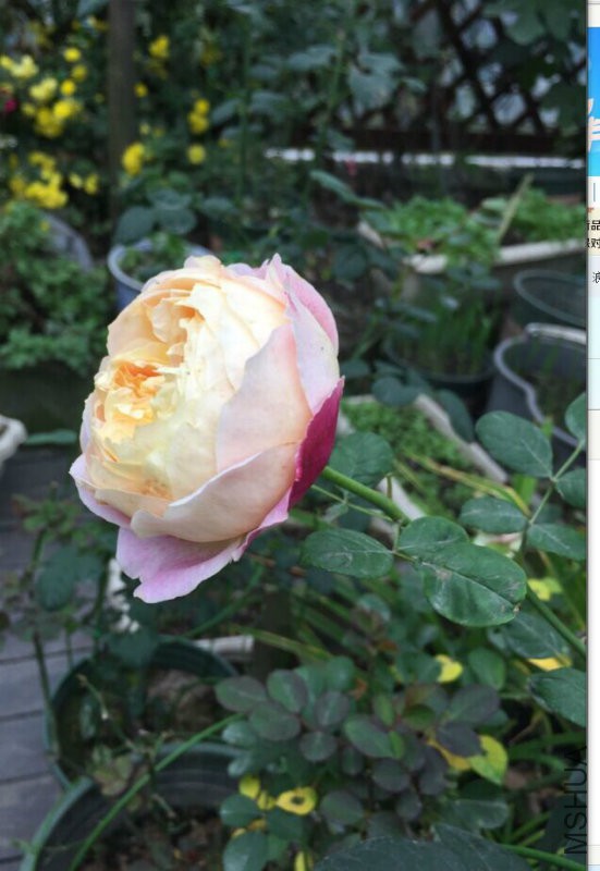 Ī��